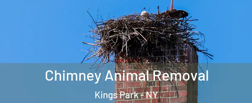 Chimney Animal Removal Kings Park - NY